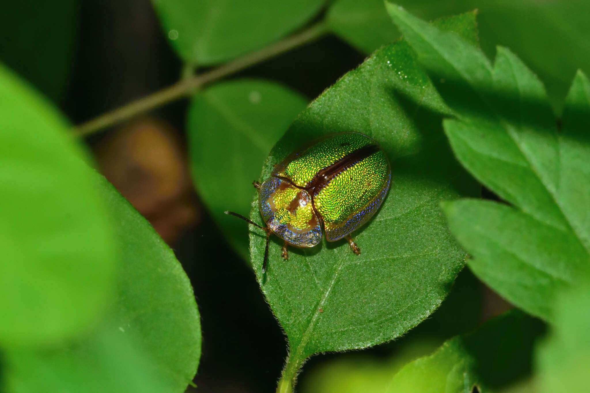 Слика од Physonota nitidicollis Boheman 1854