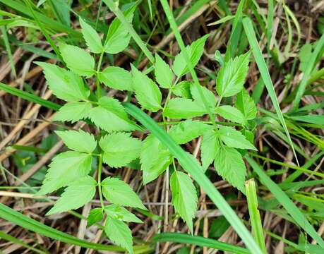 Image of Ostericum palustre (Besser) Besser