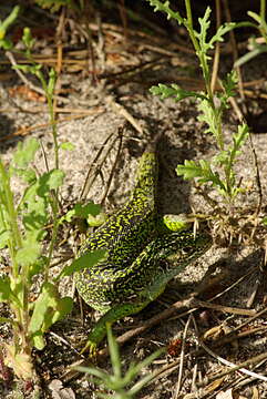 Image of Western Green Lizard