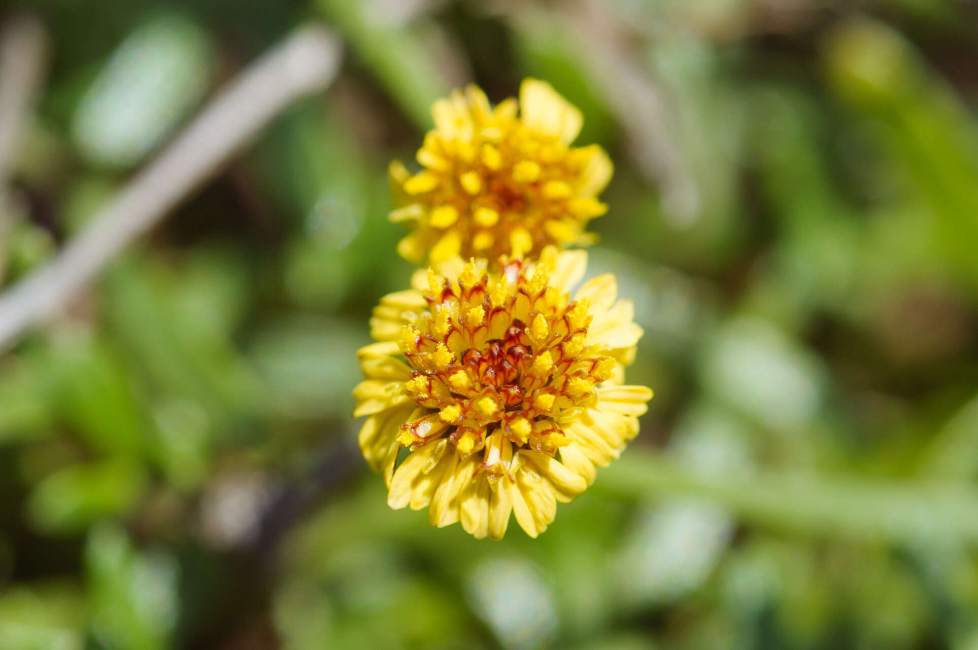 صورة Glossocardia bidens (Retz.) Veldk.