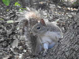 Image of Allen's Squirrel