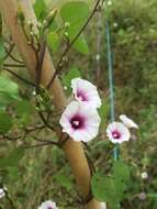 Image of Red-Center Morning-Glory