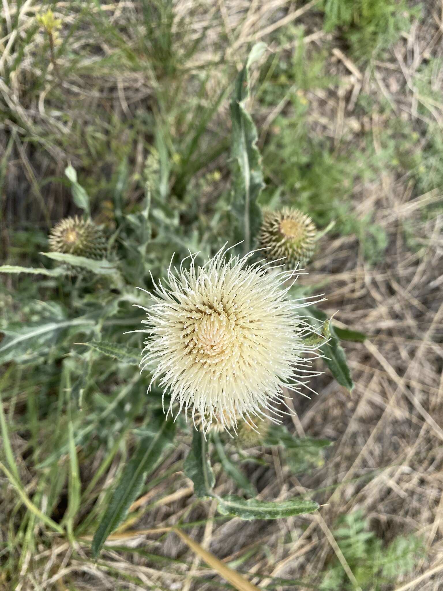 Image of prairie thistle