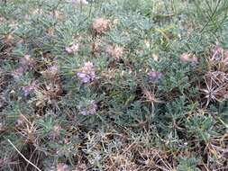 Imagem de Astragalus siculus Rafin.