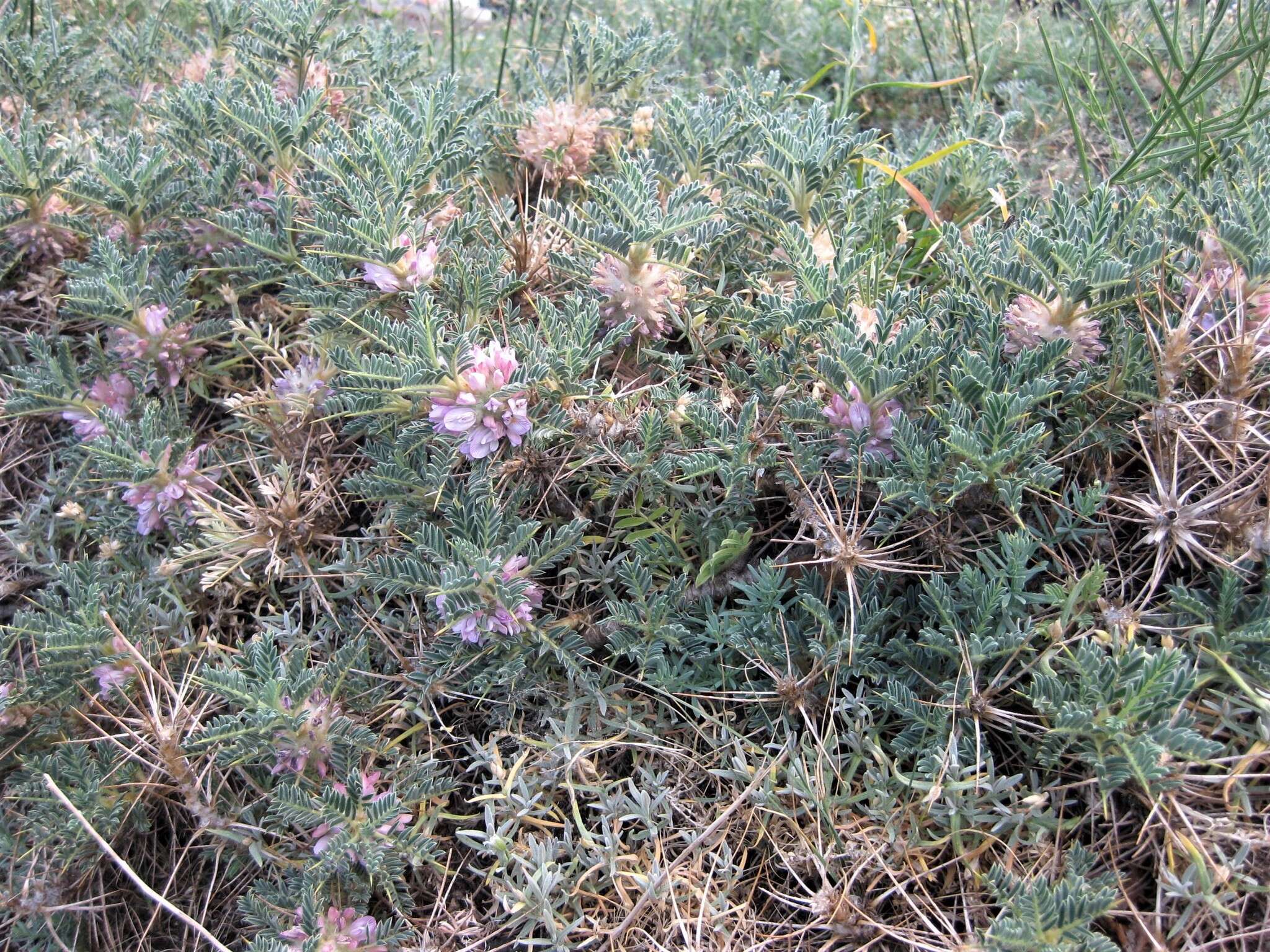 صورة Astragalus siculus Rafin.