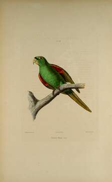 Image of Hispaniolan Conure