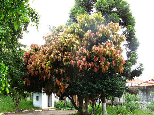 Image de Carapa guianensis Aubl.