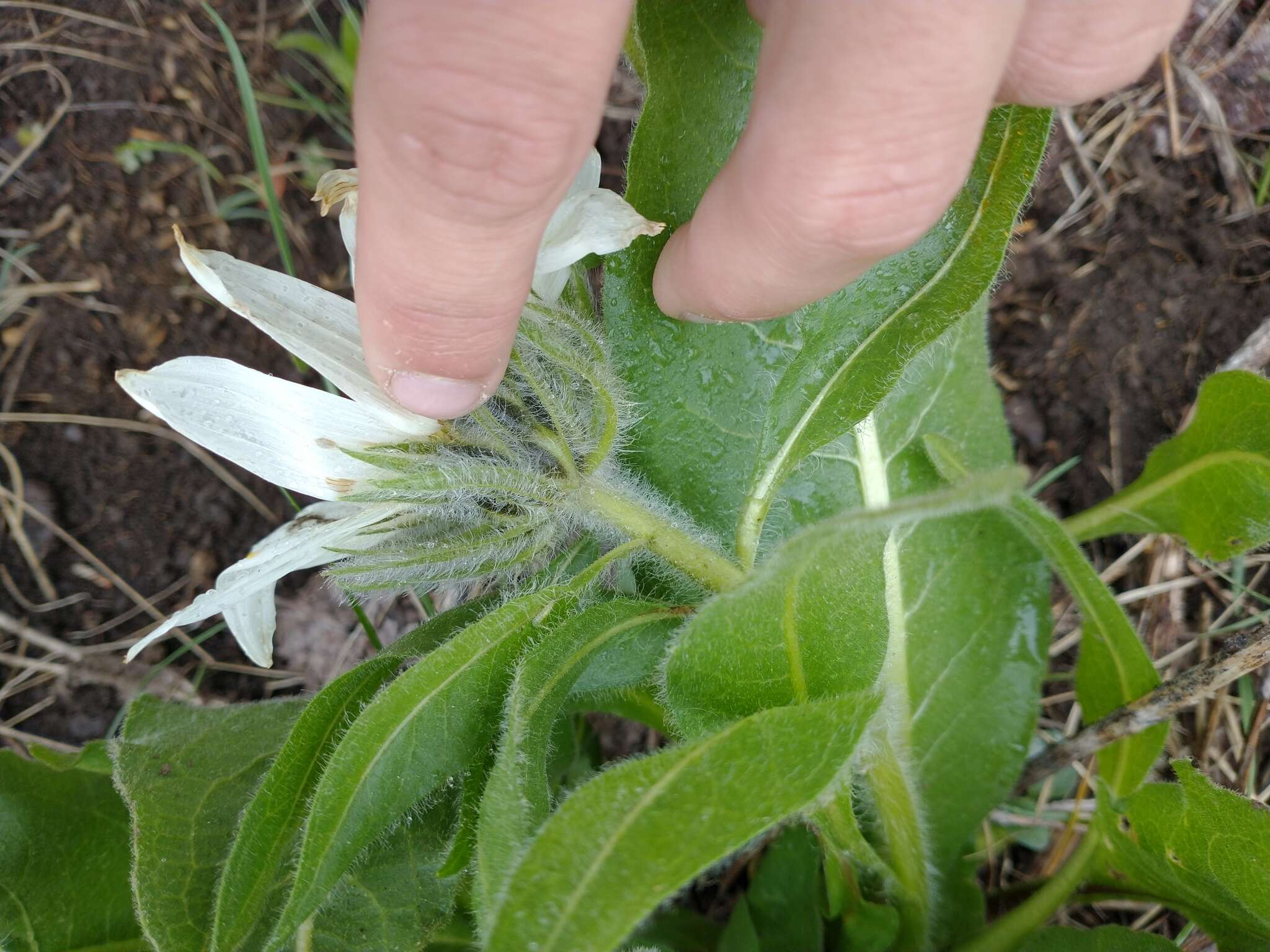 Image of White-Ray Mule's-Ears