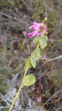 Plancia ëd Hypocalyptus oxalidifolius (Sims) Baill.