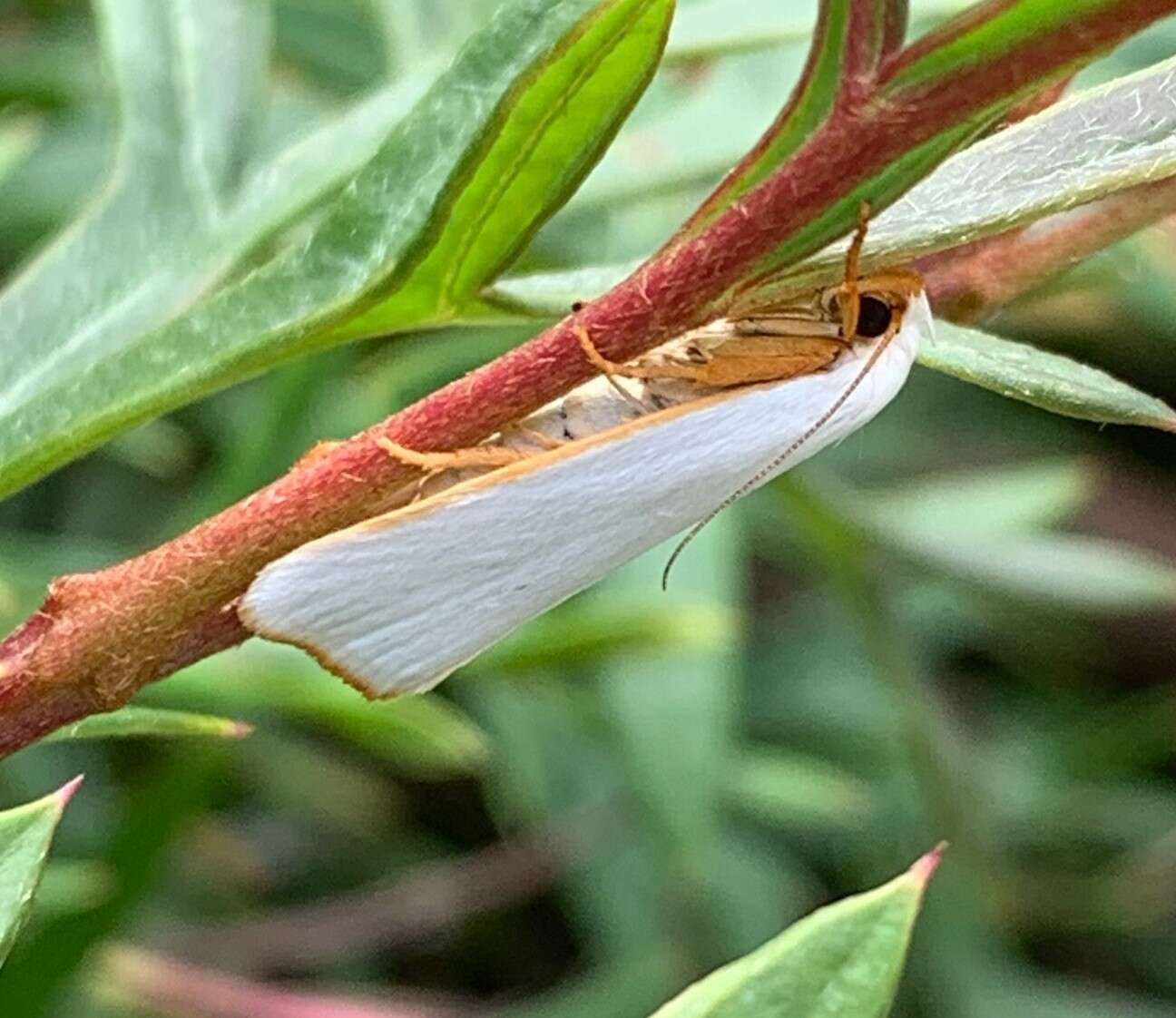 Image of Xylorycta luteotactella Walker 1864