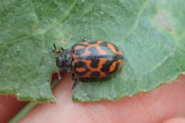 Image of Chrysomela (Macrolina) falsa Brown 1956