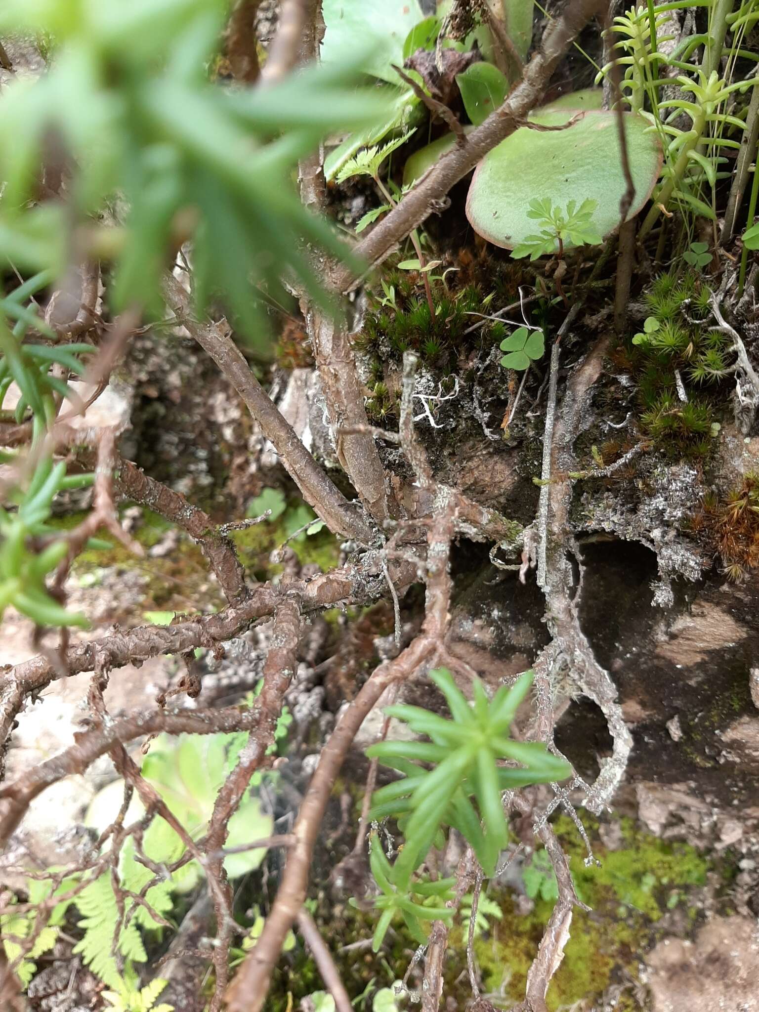 Image of Sedum griseum Praeger