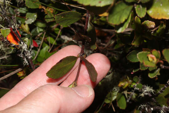 Image of Weinmannia elliptica Kunth