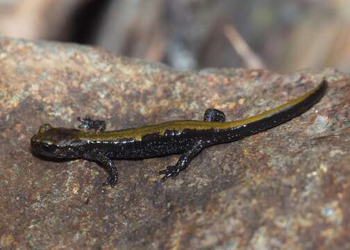 Image of Coeur d'Alene Salamander