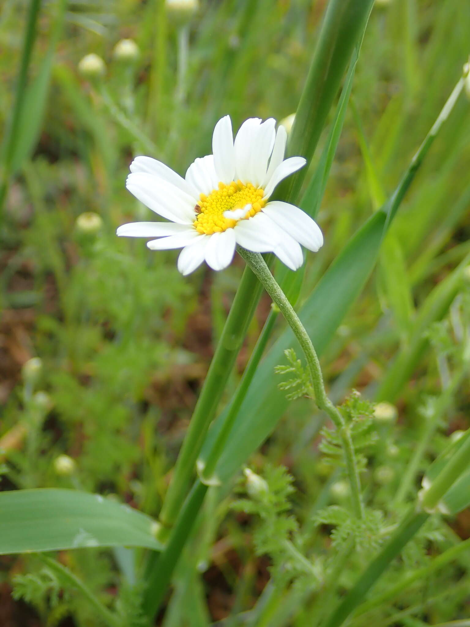 Image of Austrian chamomile