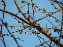 Imagem de Commiphora africana (Rich.) Engl.