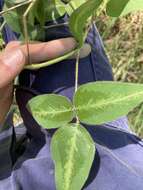 Image of Silverleaf Desmodium