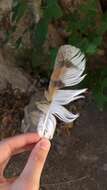 Image of Common Barn Owl