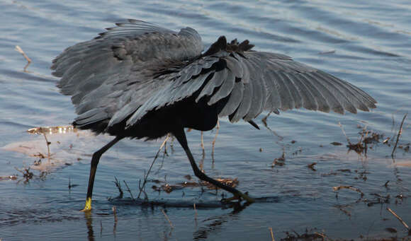 Image of Black Egret