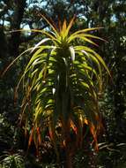 Imagem de Dracophyllum menziesii Hook. fil.