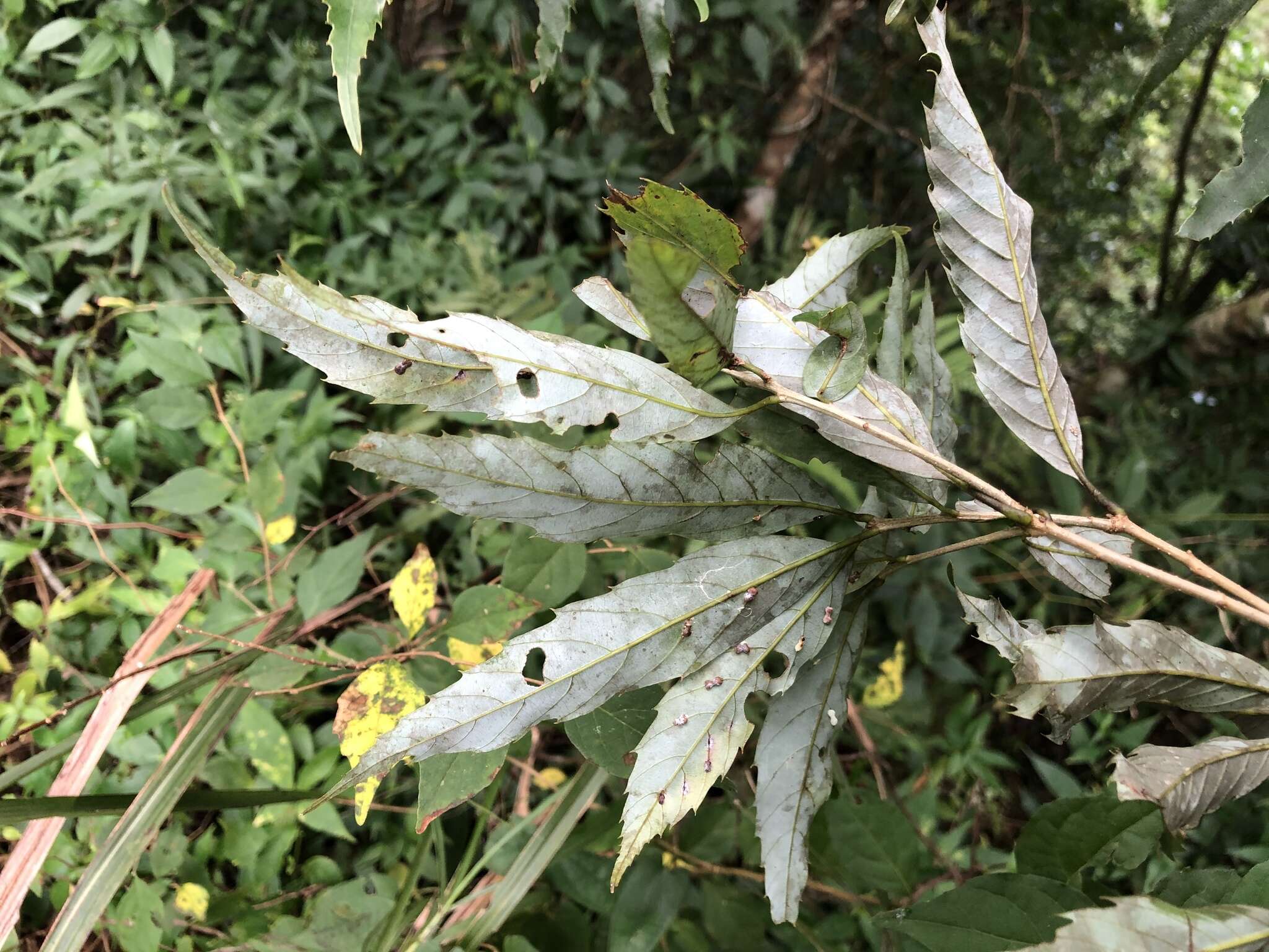 Imagem de Quercus stenophylloides Hayata