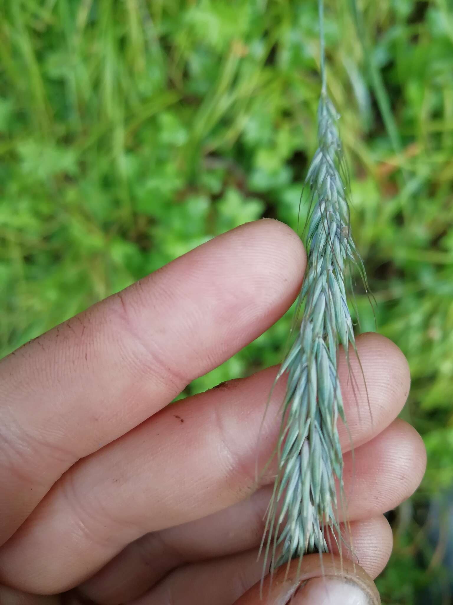 Image of Siberian Wild Rye