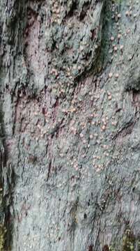 Image of peppermint drop lichen