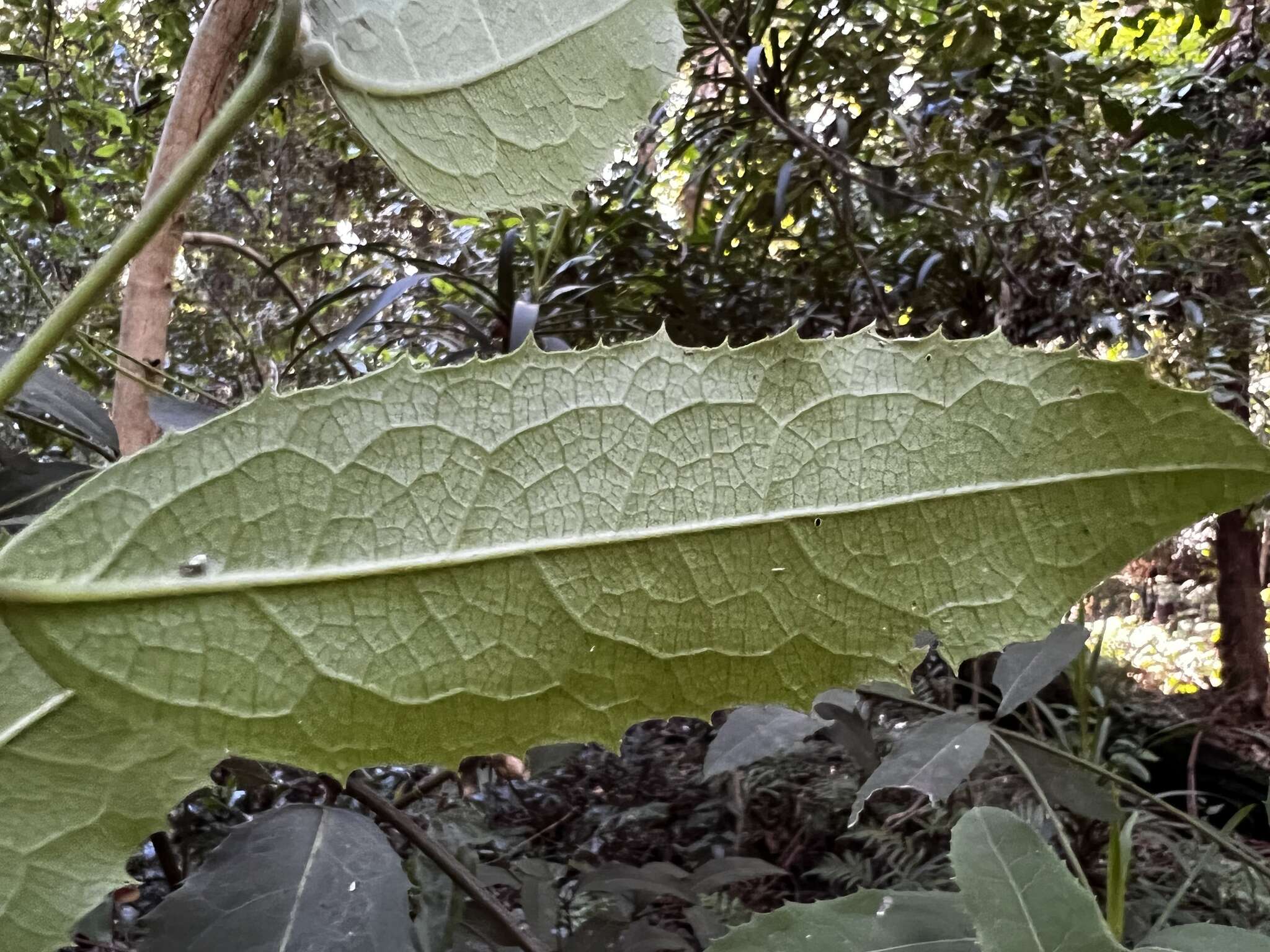 Image of Wilkiea huegeliana (Tul.) A. DC.