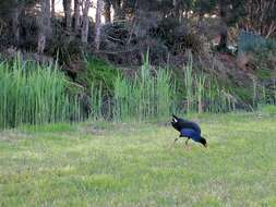 Image of Australasian Swamphen