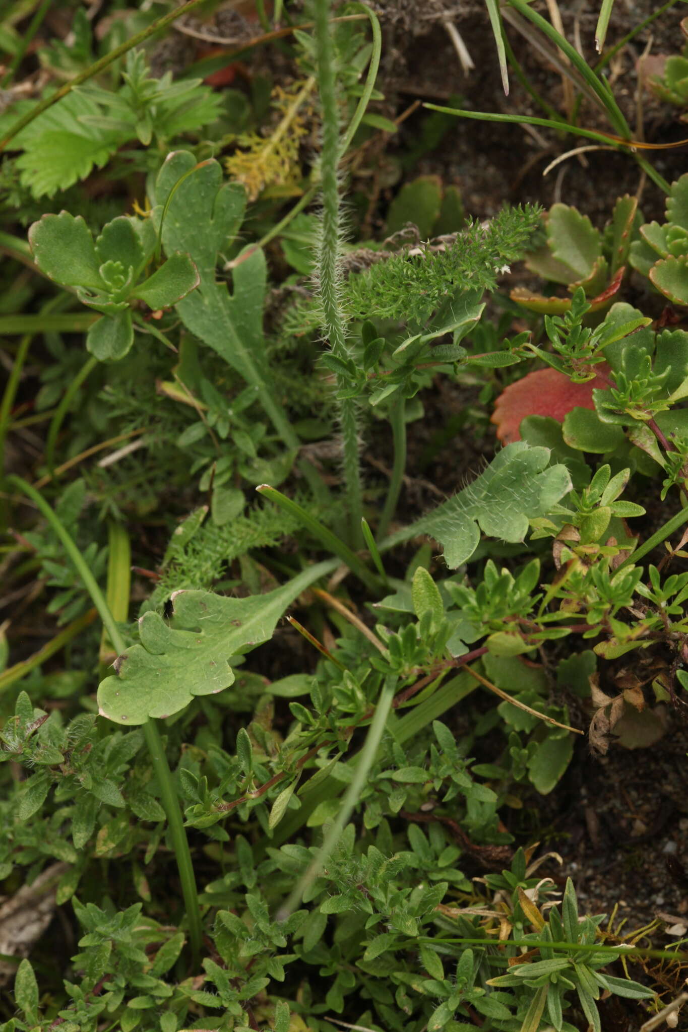 Image of Papaver chakassicum G. A. Peschkova