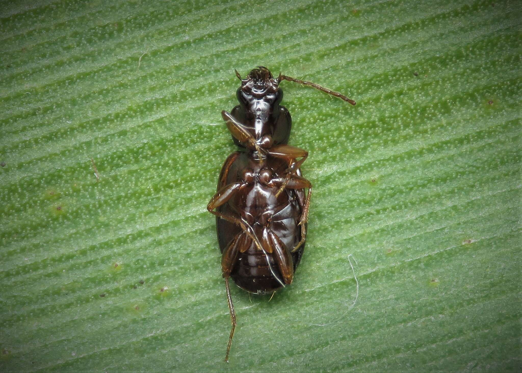 Image of Ground beetle