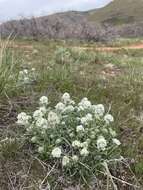 Image of roundspike cryptantha