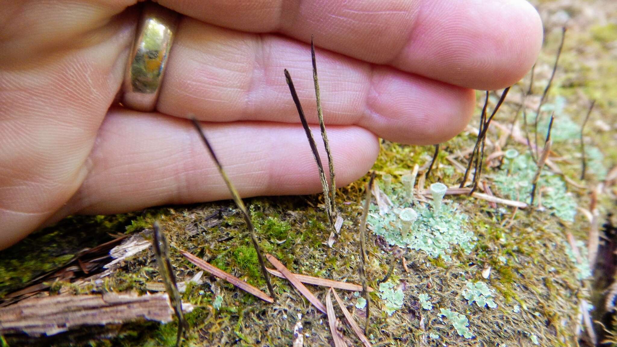 Image of Ophiocordyceps stylophora (Berk. & Broome) G. H. Sung, J. M. Sung, Hywel-Jones & Spatafora 2007