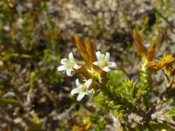 Image of Stoebe nervigera (DC.) Sch. Bip.