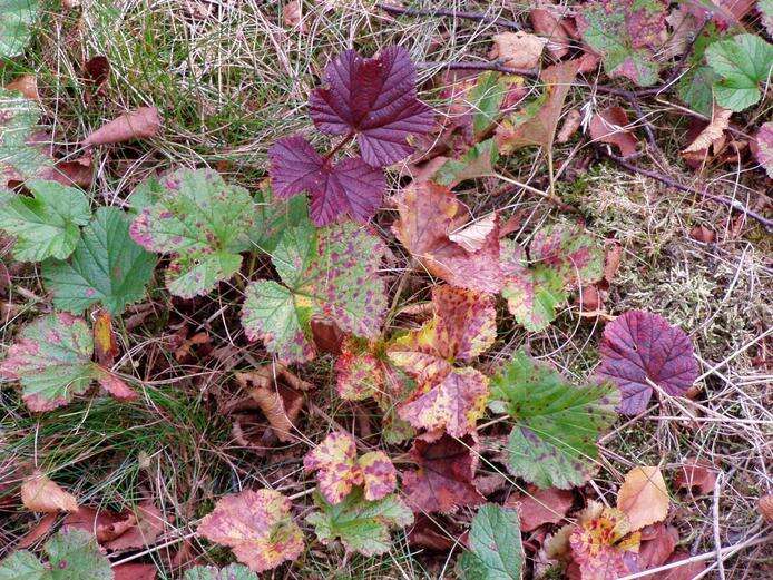 Image of cloudberry