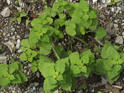 Image of purple deadnettle