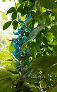 Image of Jade Vine