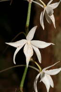 Image of Aerangis articulata (Rchb. fil.) Schltr.