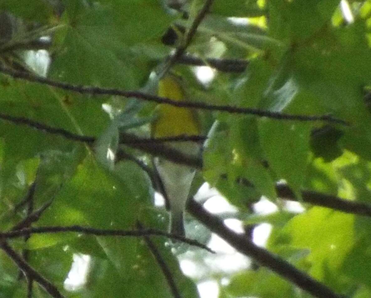 Image of Yellow-throated Vireo