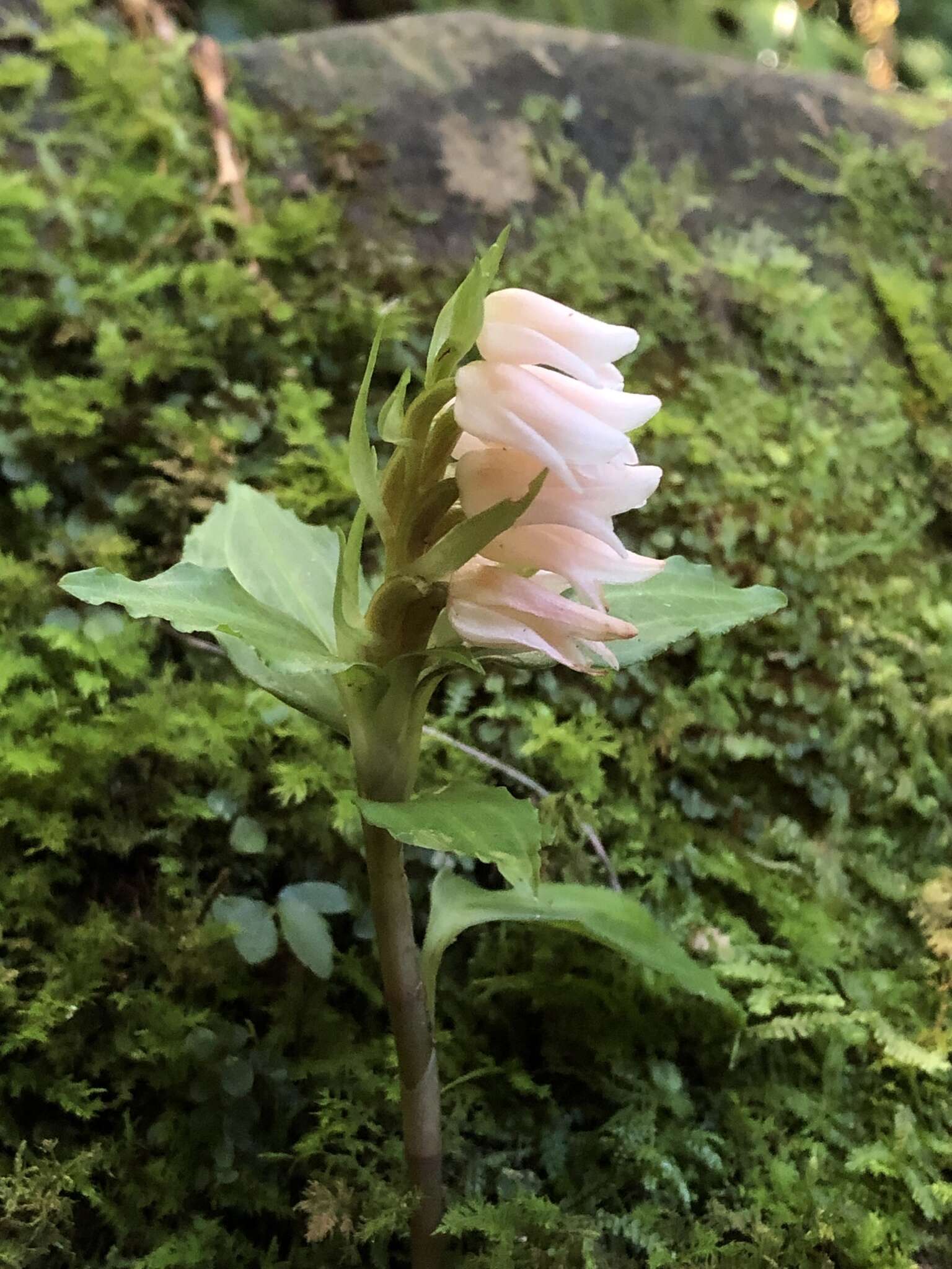 Image of Goodyera henryi Rolfe