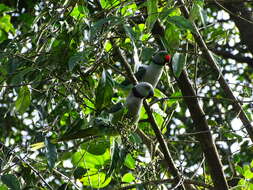 Image of Blue-winged Parakeet