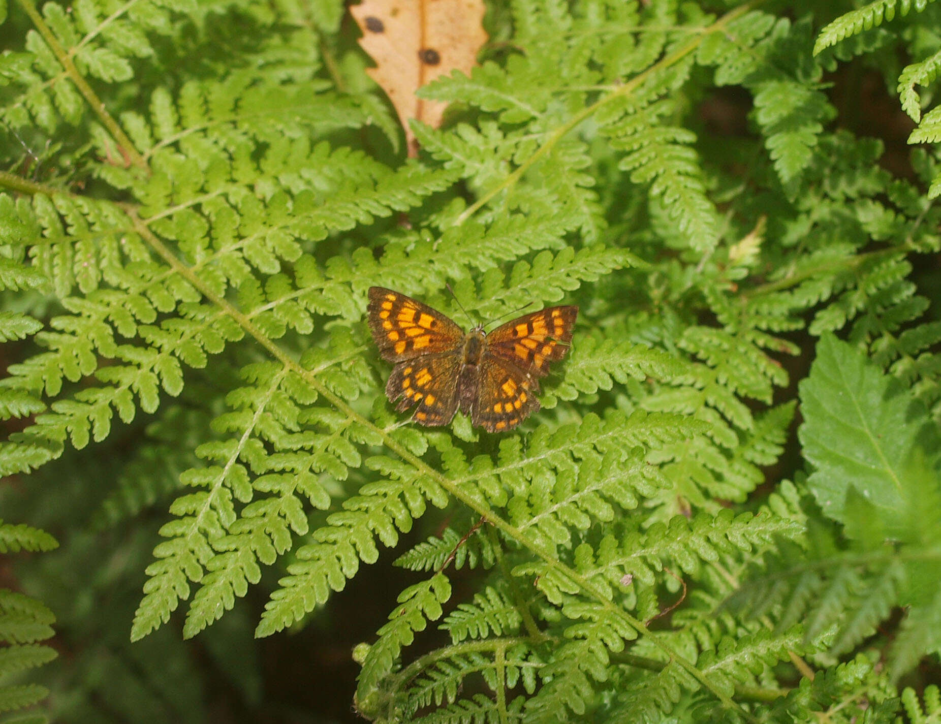 Lycaena feredayi (Bates 1867) resmi