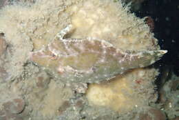 Image of Acreichthys