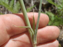 Lactuca graminifolia Michx. resmi