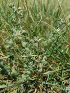 Image of Texas saltbush