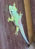 Plancia ëd Phelsuma lineata Gray 1842