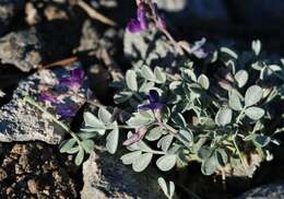 صورة Astragalus albens Greene