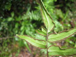 Image of Coastal Common Lip Fern