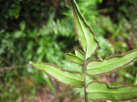 Plancia ëd Oeosporangium viride var. macrophylla (Kunze)