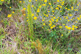 Image de Satyrium parviflorum Sw.